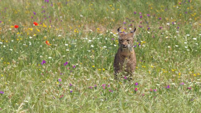 Land of the Iberian Lynx