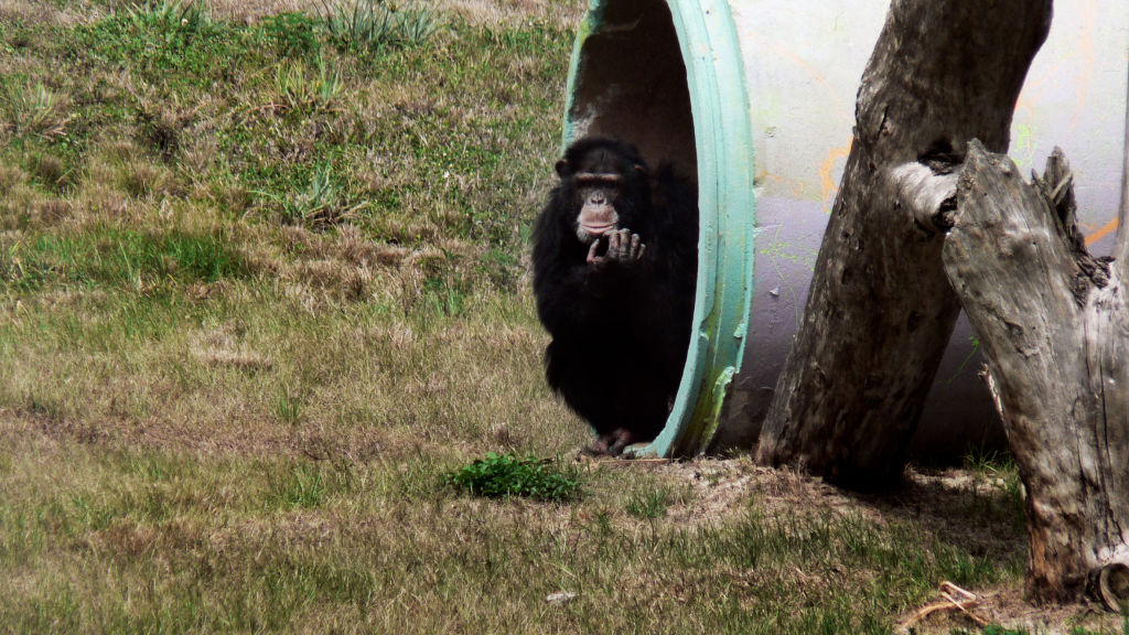 American Chimpanzee - National Geographic for everyone in everywhere