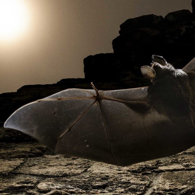Giant Carnivorous Bats