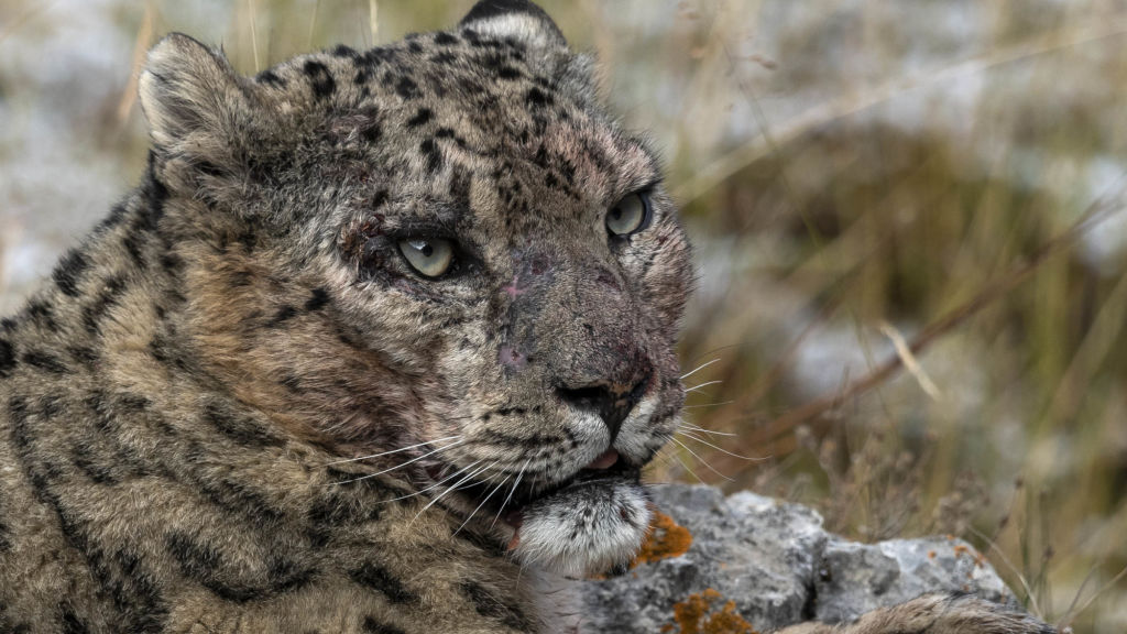 Frozen Kingdom of The Snow Leopard - National Geographic for everyone in  everywhere