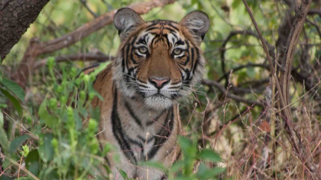 Tiger Queen of Taru - National Geographic for everyone in everywhere