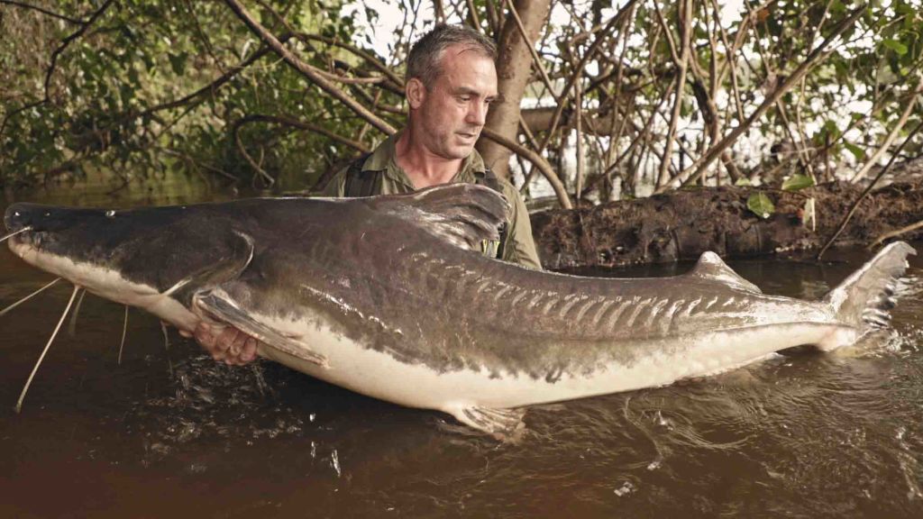 Last of the Giants: Wild Fish - National Geographic for everyone in ...