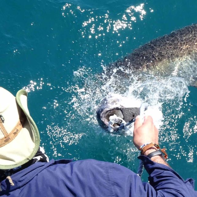 How to avoid a shark attack - Australian Geographic